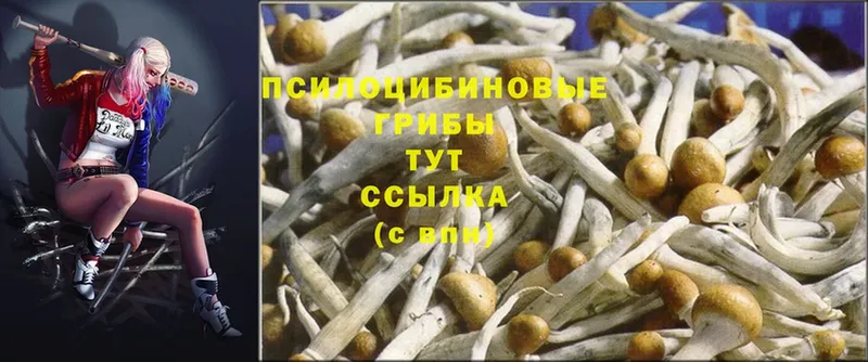 Галлюциногенные грибы Psilocybe  Аргун 